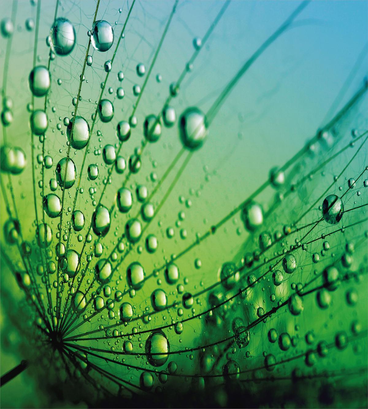 Photo of Dandelion Seeds — Pattern
