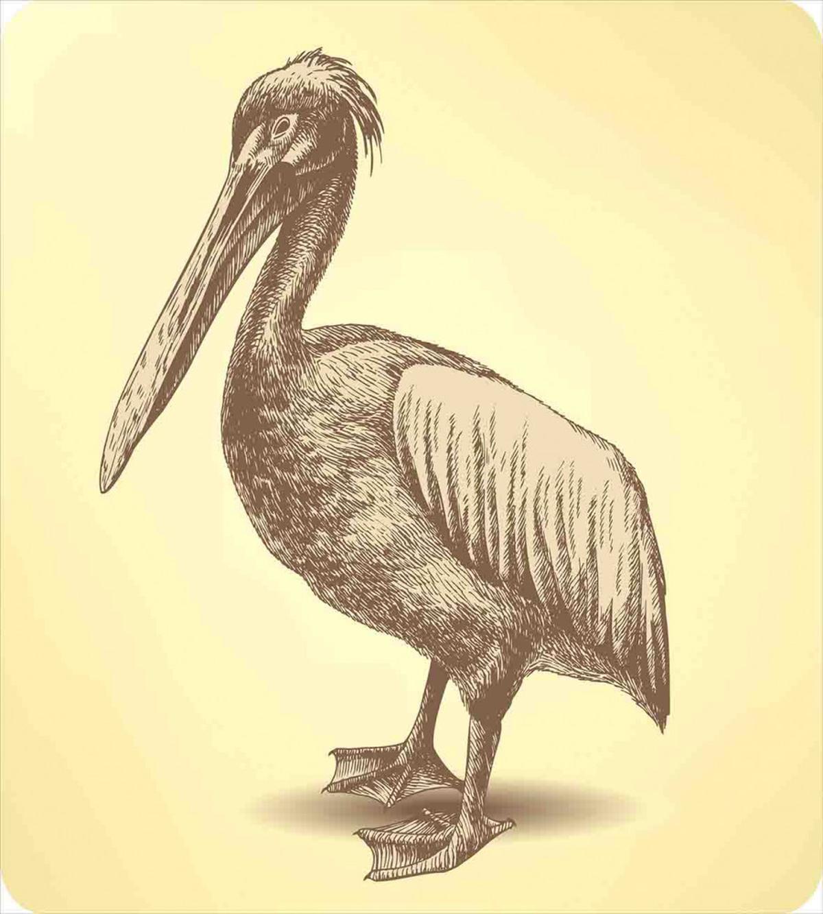Sketchy Pelican — Pattern