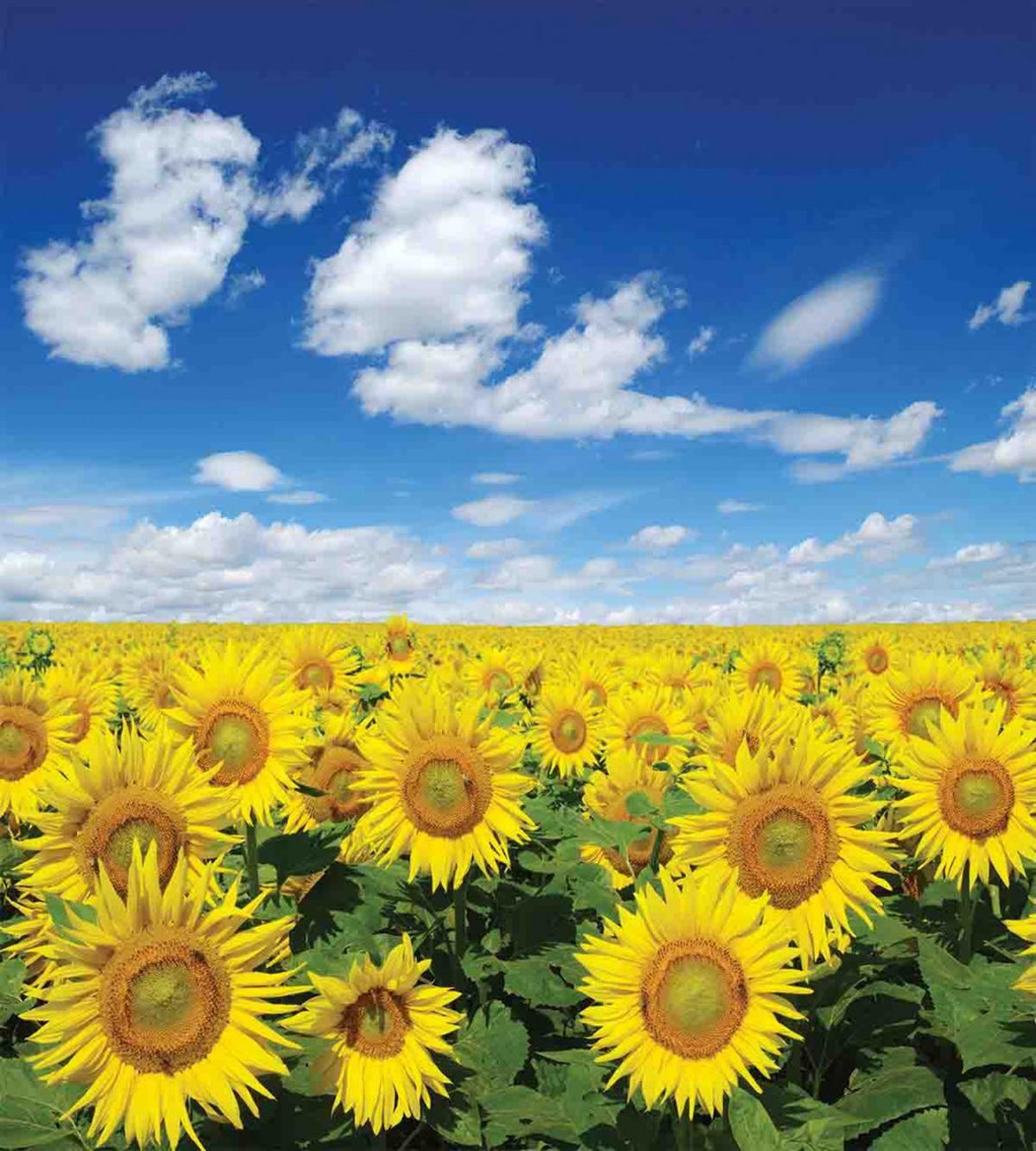 Fresh Field Country — Pattern
