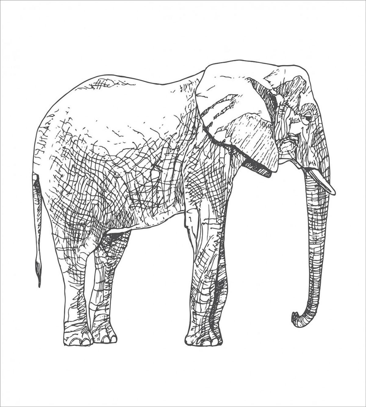 Creative Mammal — Pattern
