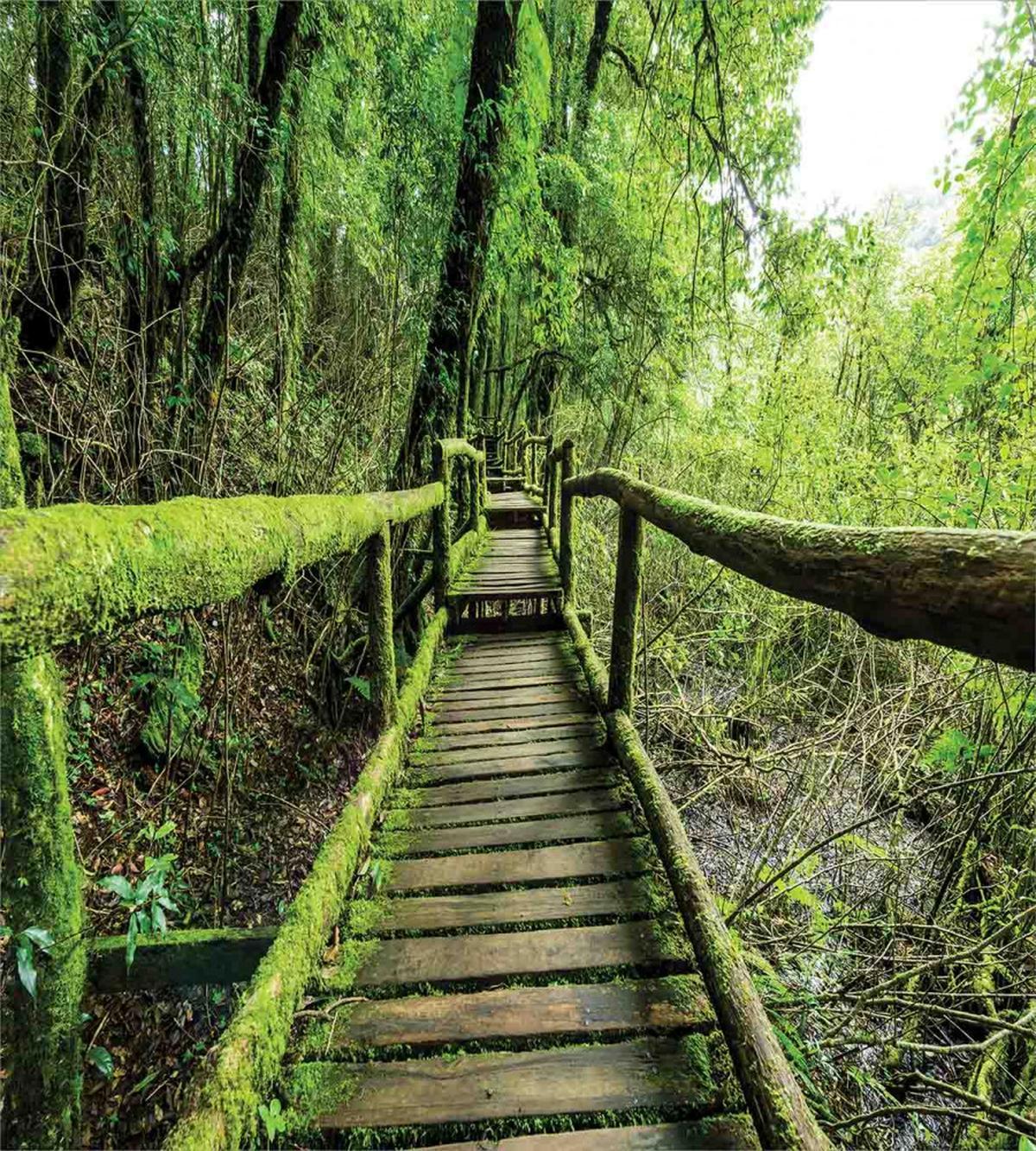 Rainforest in Inthanon — Pattern