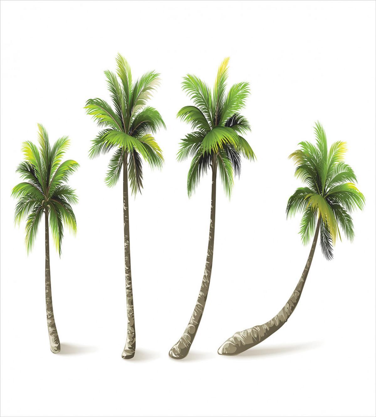 Different Sized Tropical Trees — Pattern