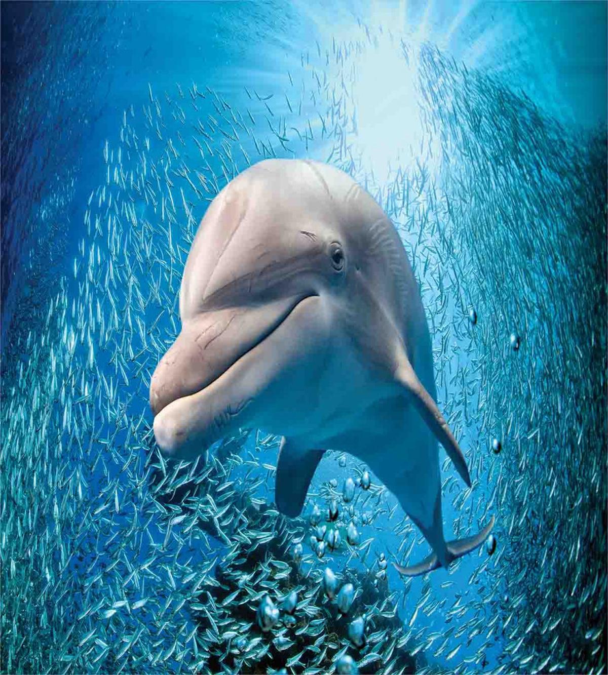 Dolphin in Ocean Marine — Pattern