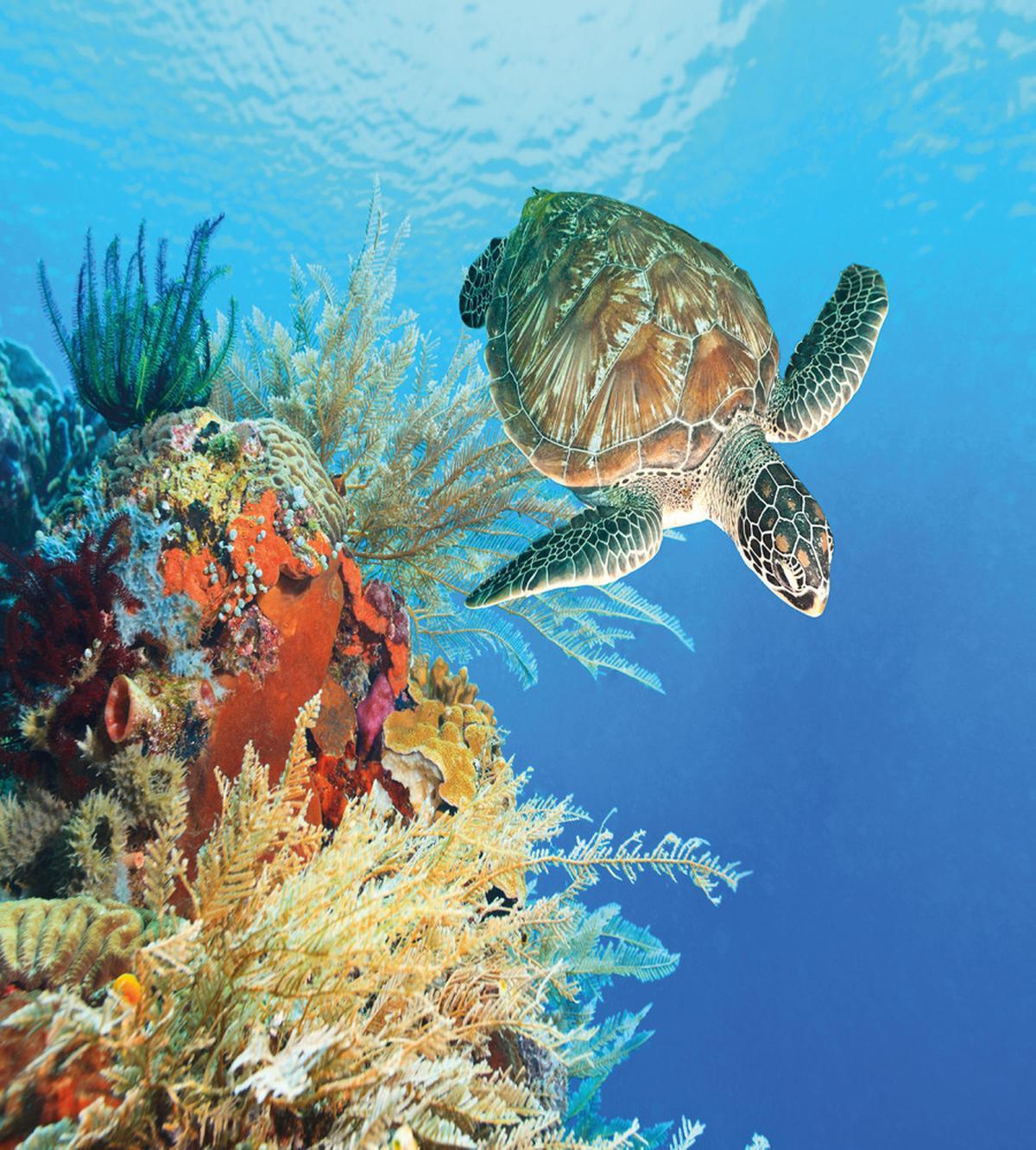 Exotic Turtle Coral — Pattern