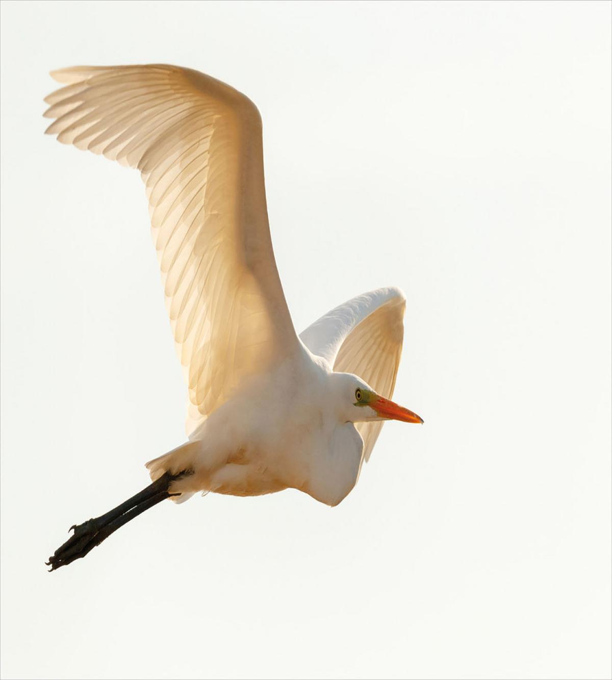 Macro Photo of Flying Heron — Pattern