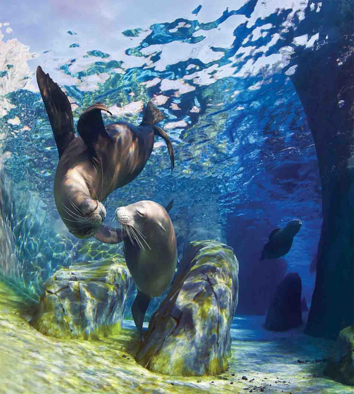 Playful Sea Lions — Pattern