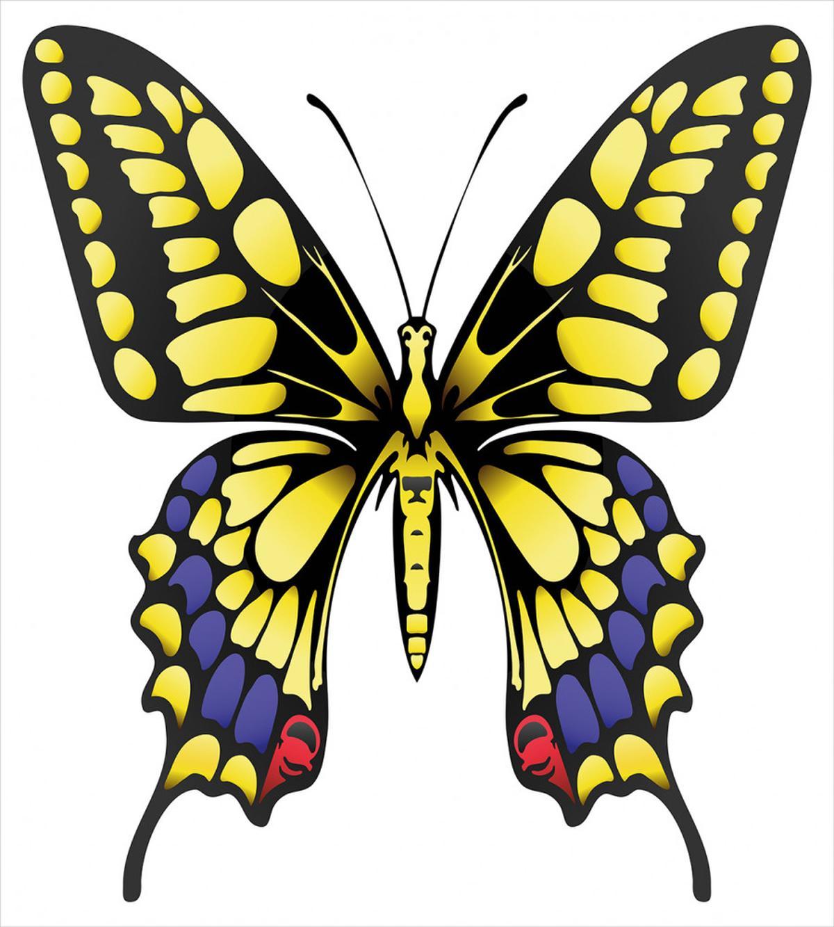 Big Machaon — Pattern