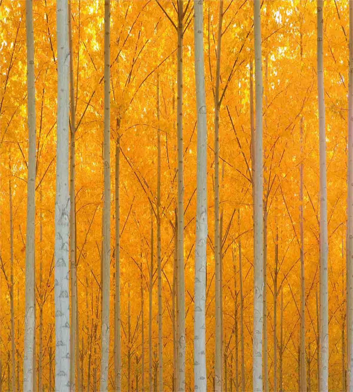 Forest Bloom with Pale Leaves — Pattern