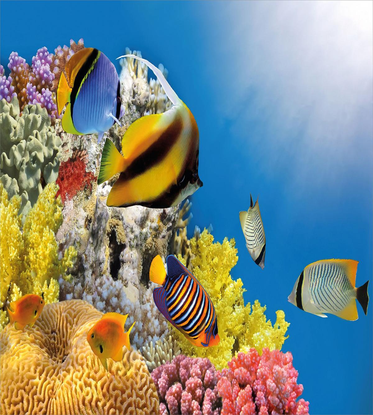 Coral Colony on Reef Top — Pattern