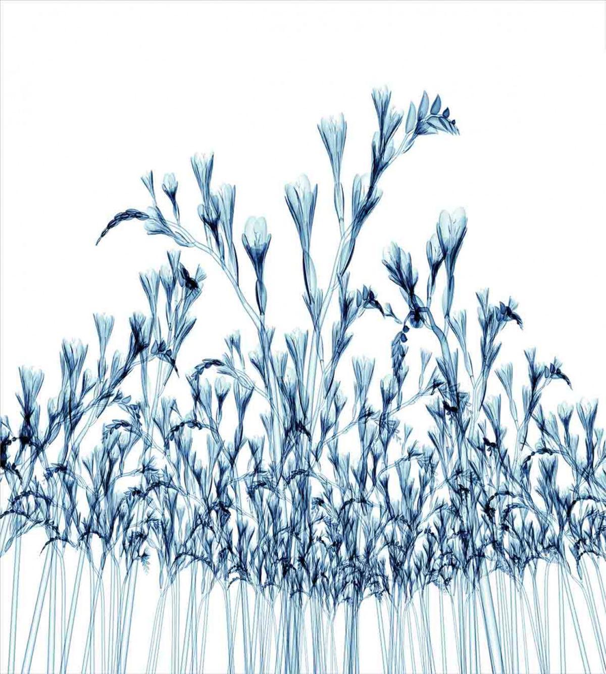 X-Ray Floral Nature — Pattern