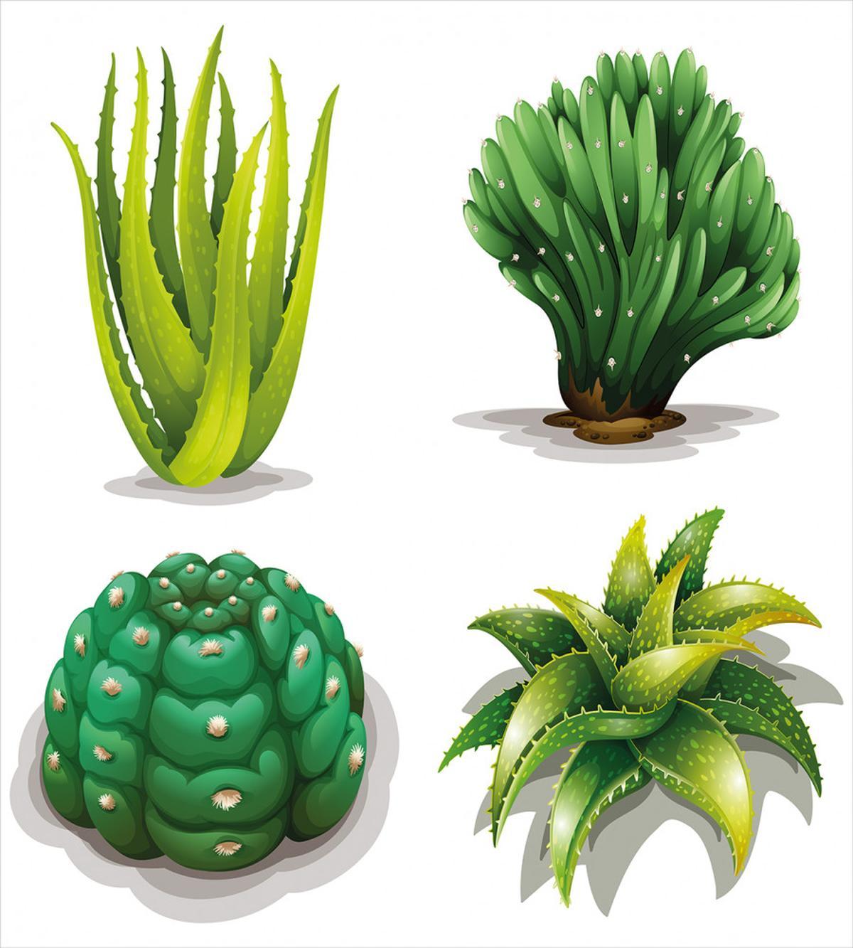 Aloe Vera Plants Cacti — Pattern