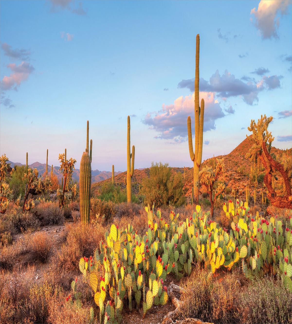 Cacti in Sonoran Desert — Pattern