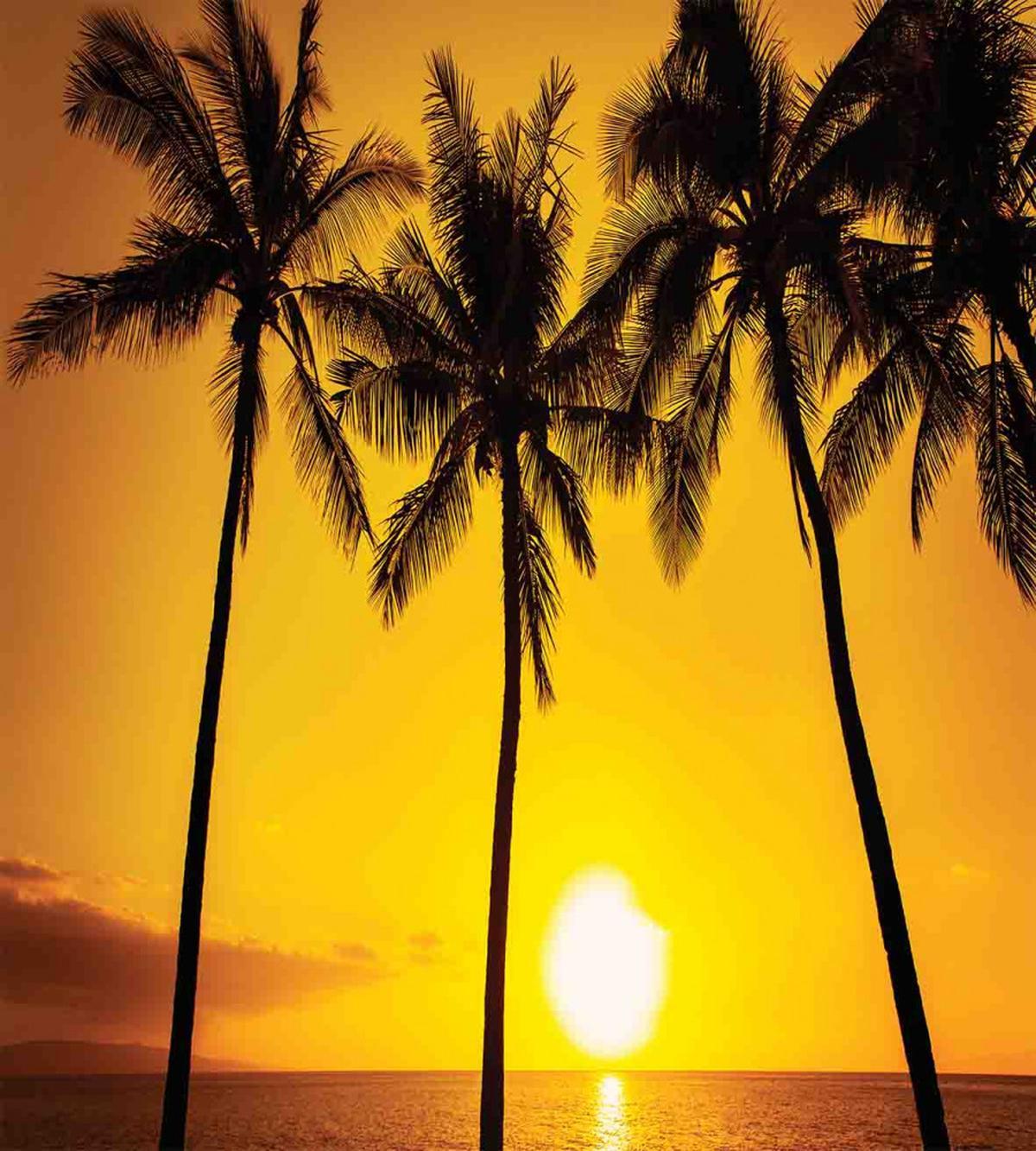 Sunny Beach Exotic — Pattern