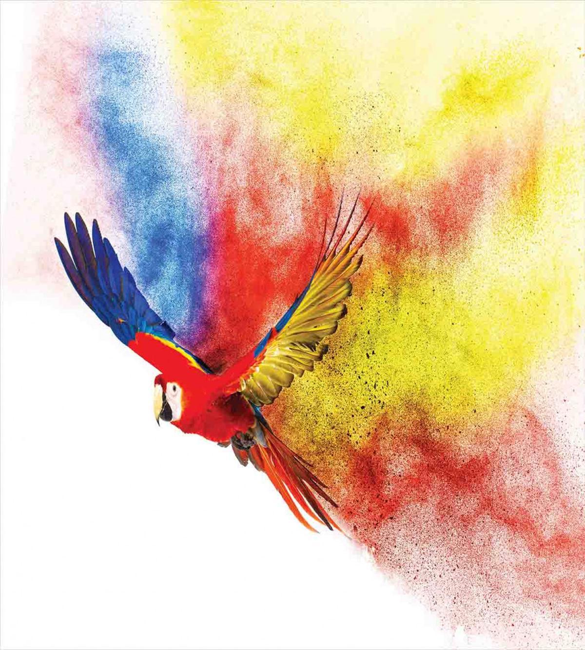 Parrot with Feathers — Pattern