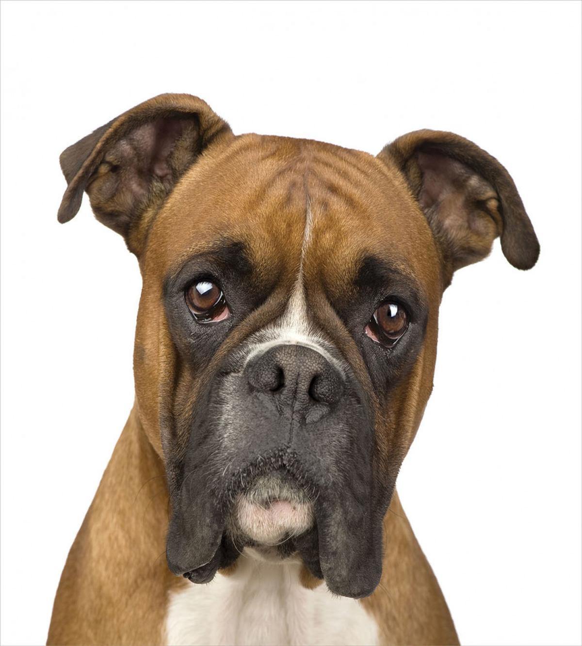 Purebred Dog Front View — Pattern