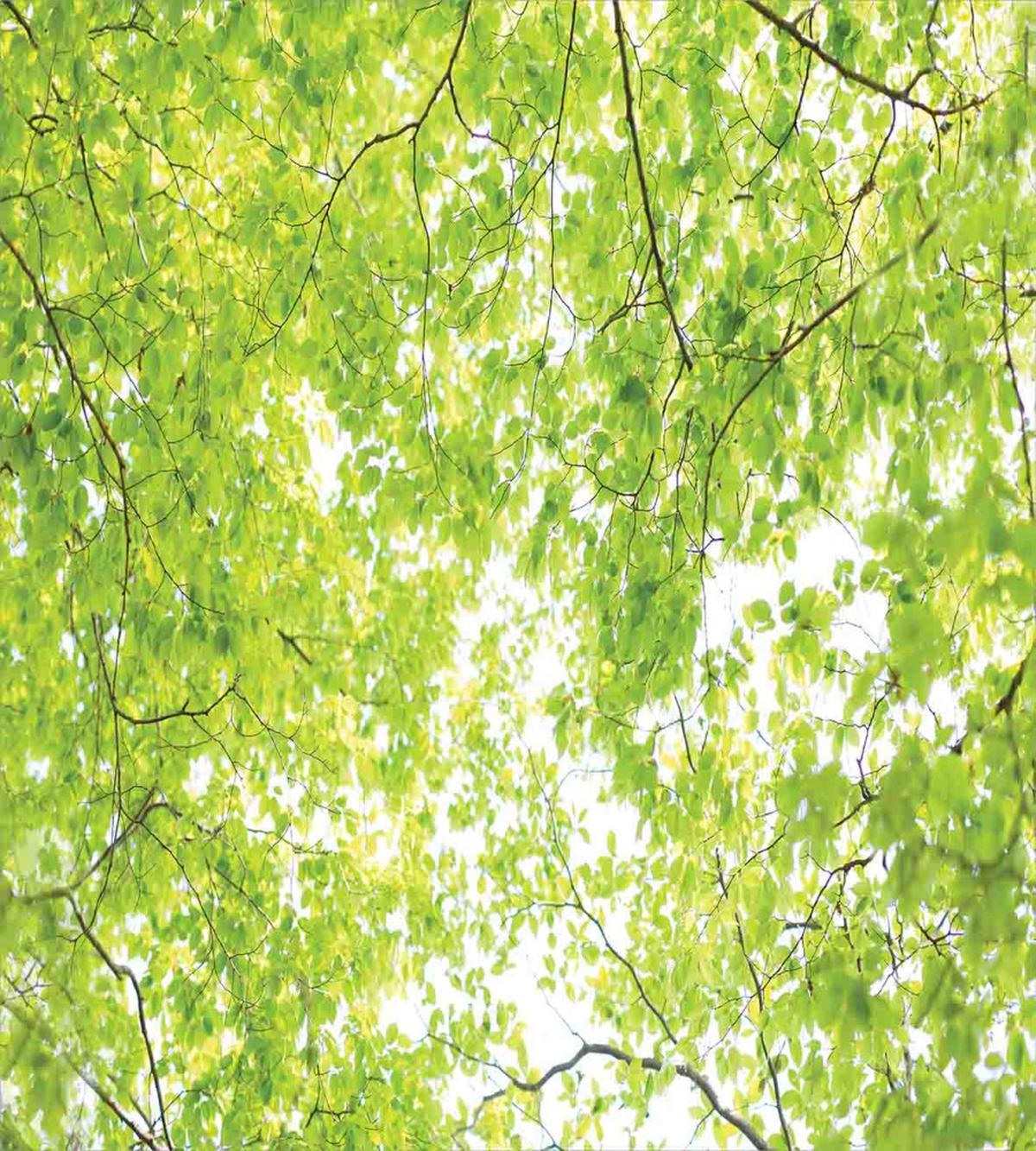 Nature Summertime Green — Pattern