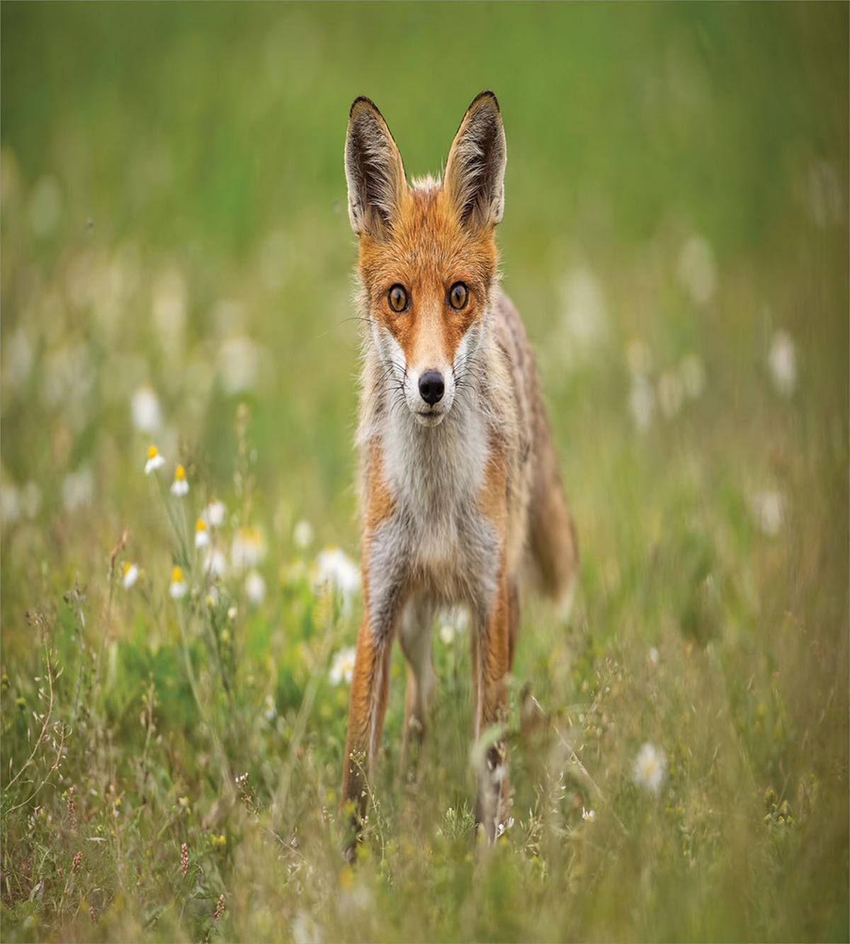 Young Curious Coyote Animal — Pattern