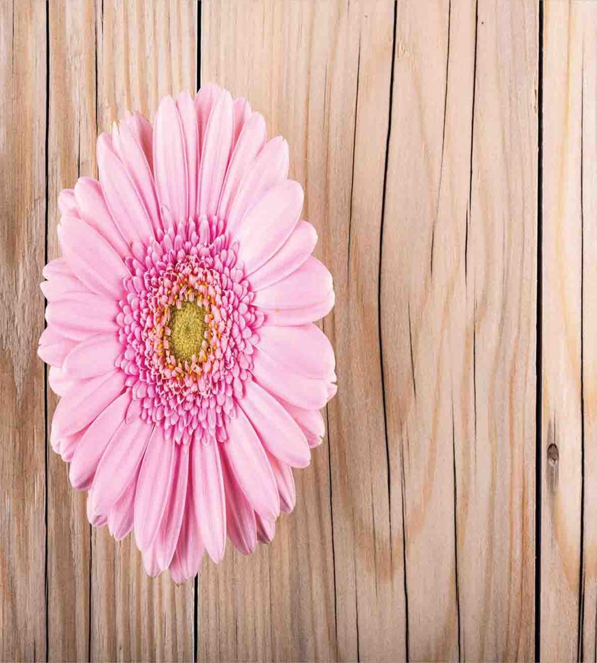 Pink Gerber on Wooden — Pattern