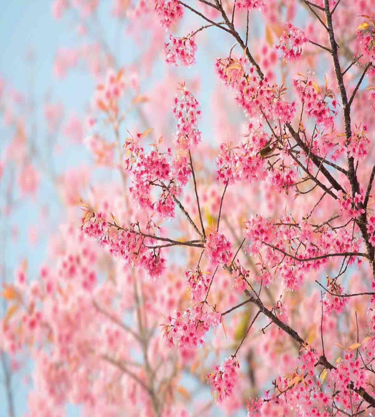 Japanese Sakura Cherry — Pattern