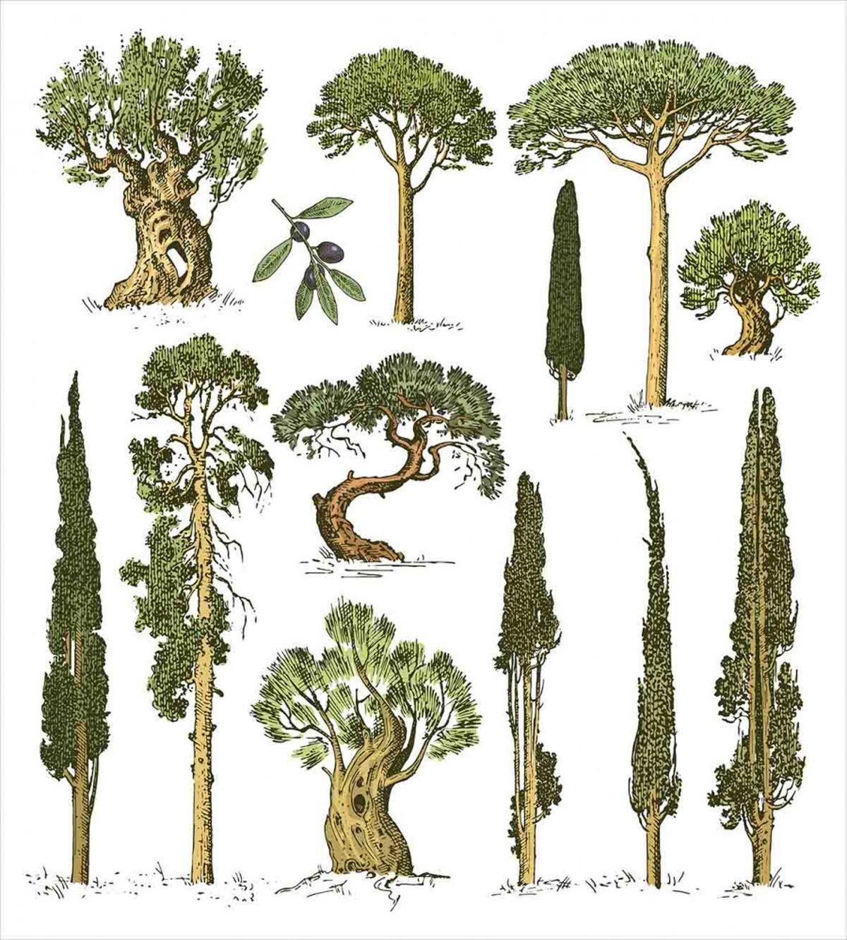Forest Growth Ecology — Pattern