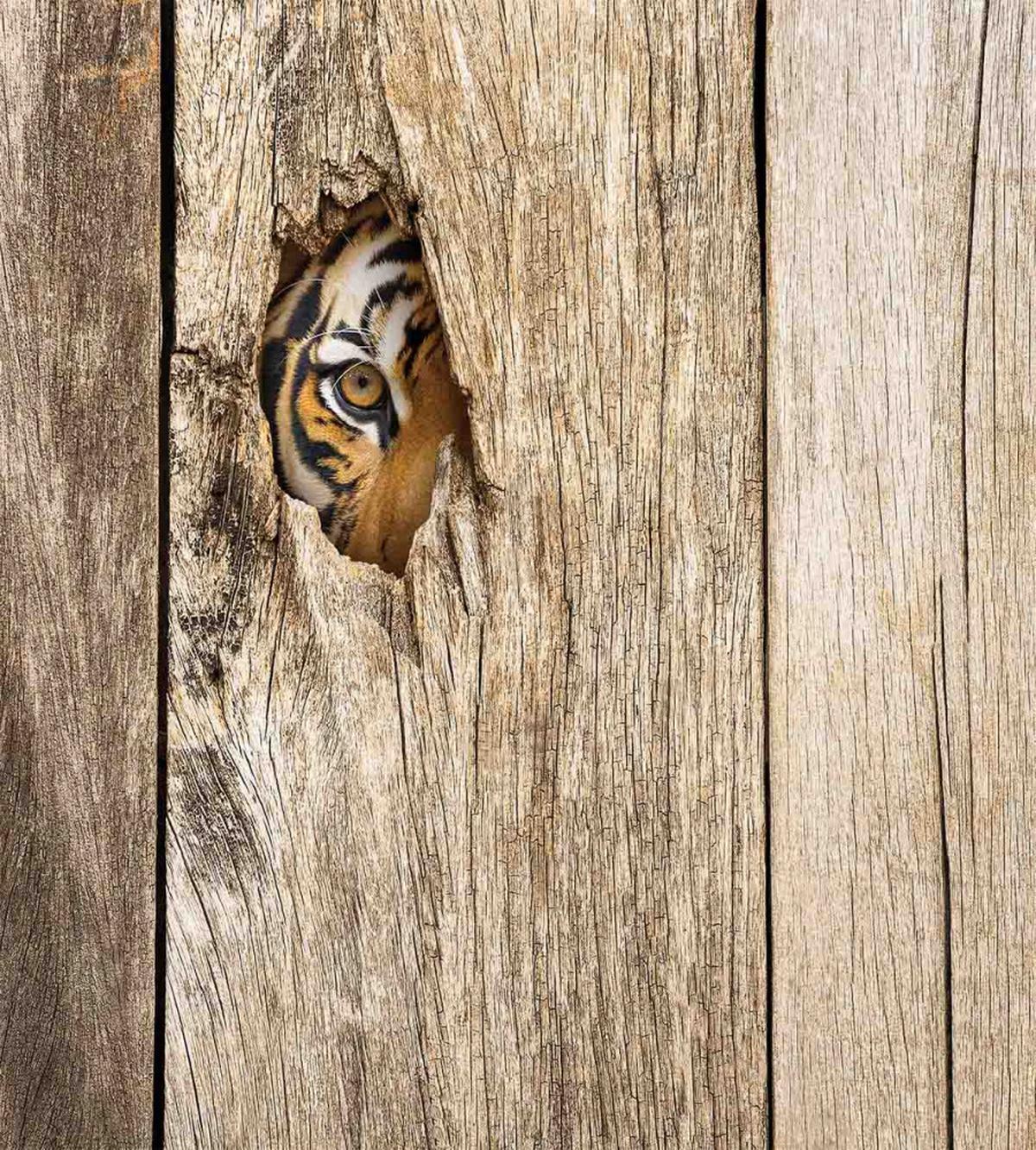 Siberian Wild Tiger Eye — Pattern