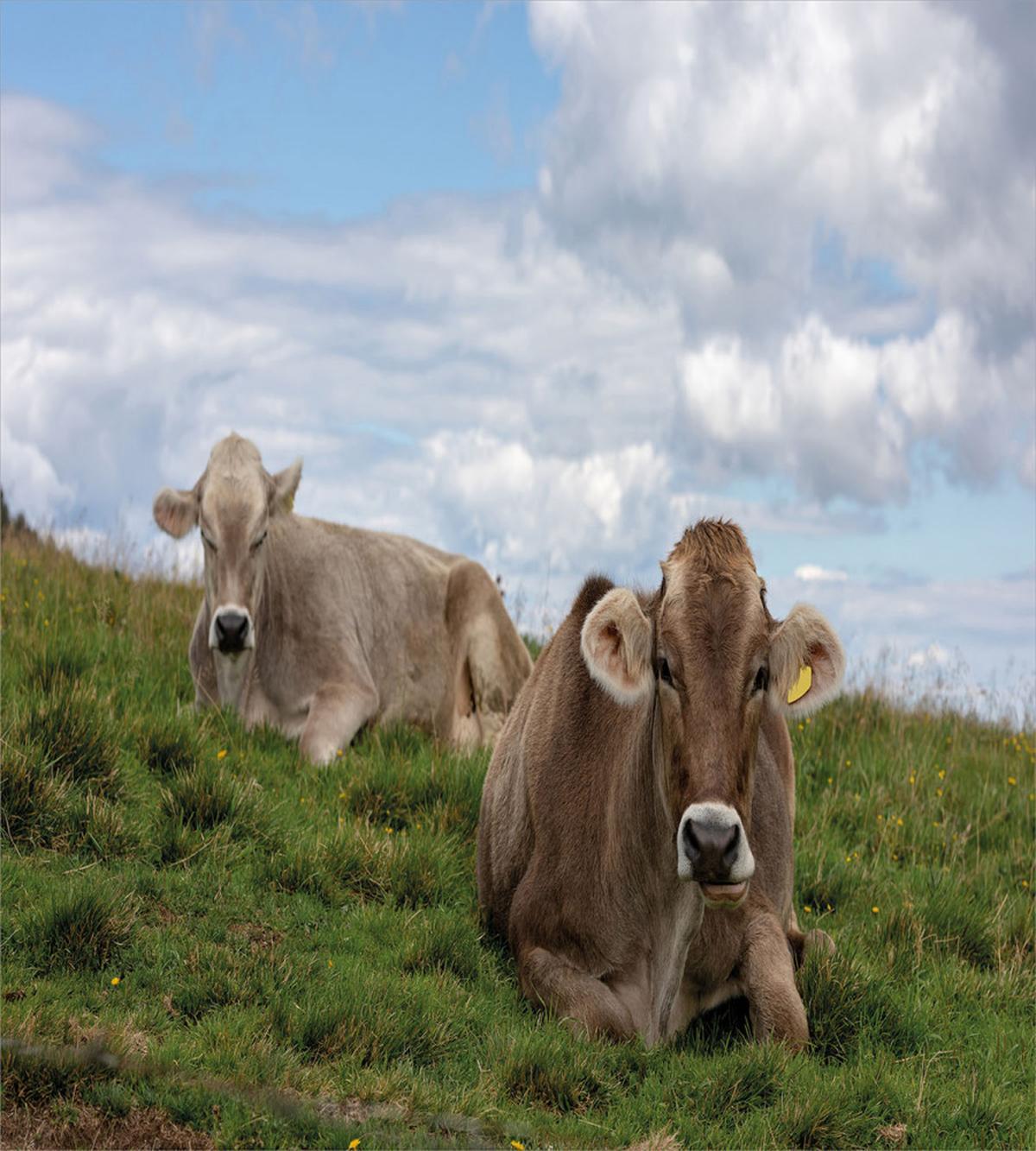Resting Cows and Sky — Pattern