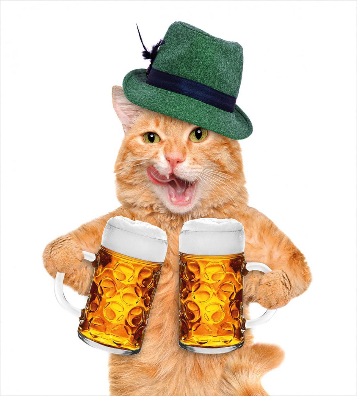 Cool Cat Hat Beer Mug Funny — Pattern