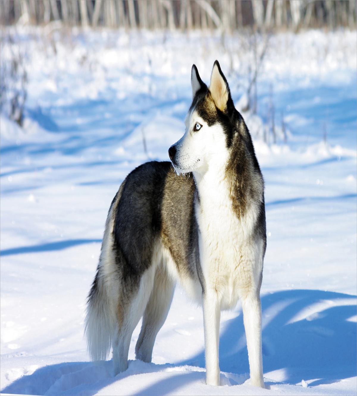 Husky on Snow — Pattern