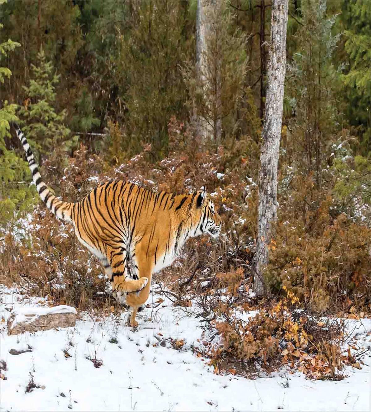 Bengal Tiger Wild Animal — Pattern