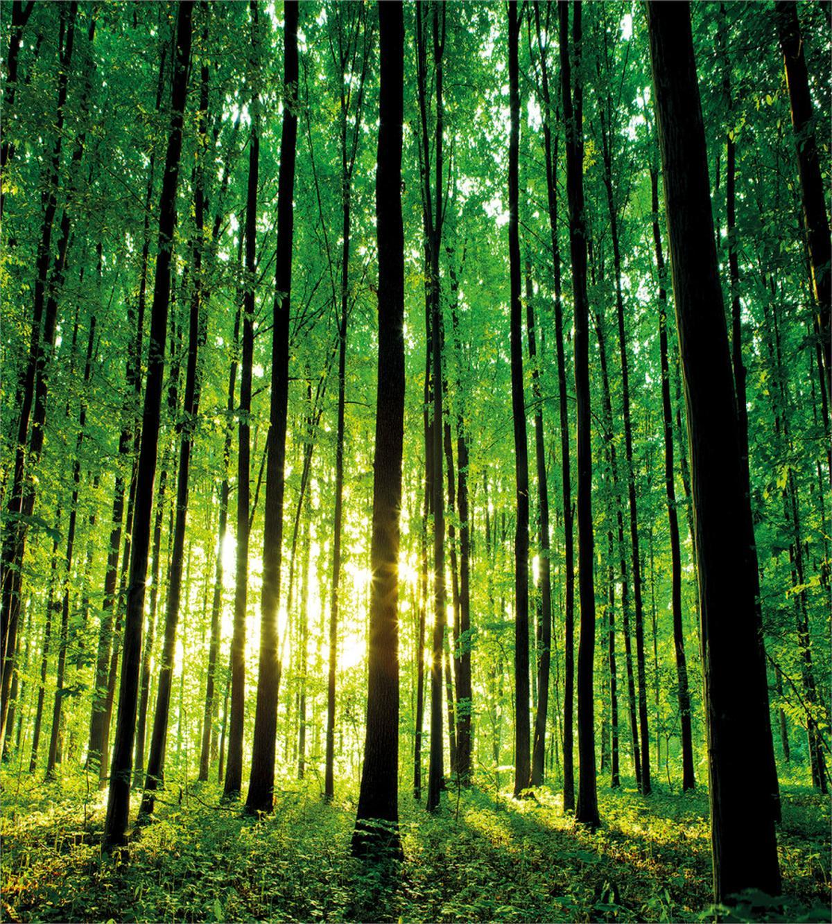 Green Woodland Sunrise — Pattern
