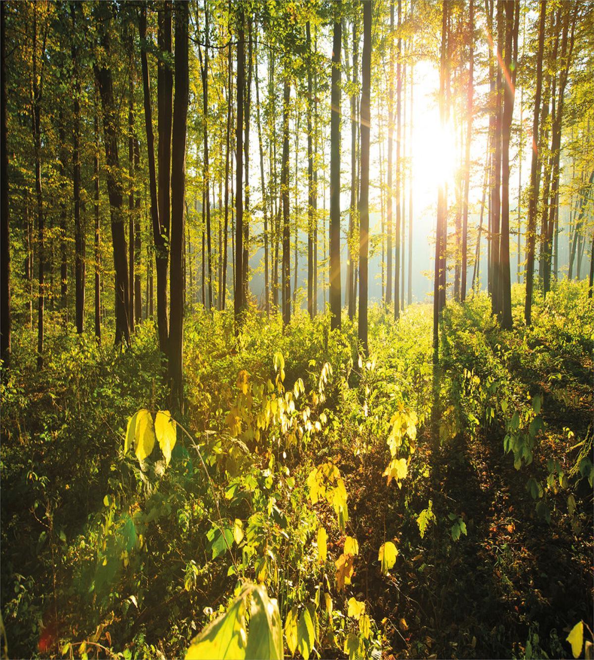 Sun Rays Woods Foliage — Pattern