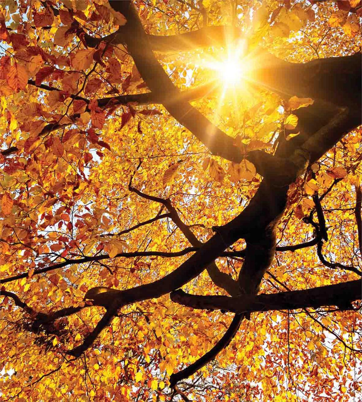 Sun in October Harvest — Pattern