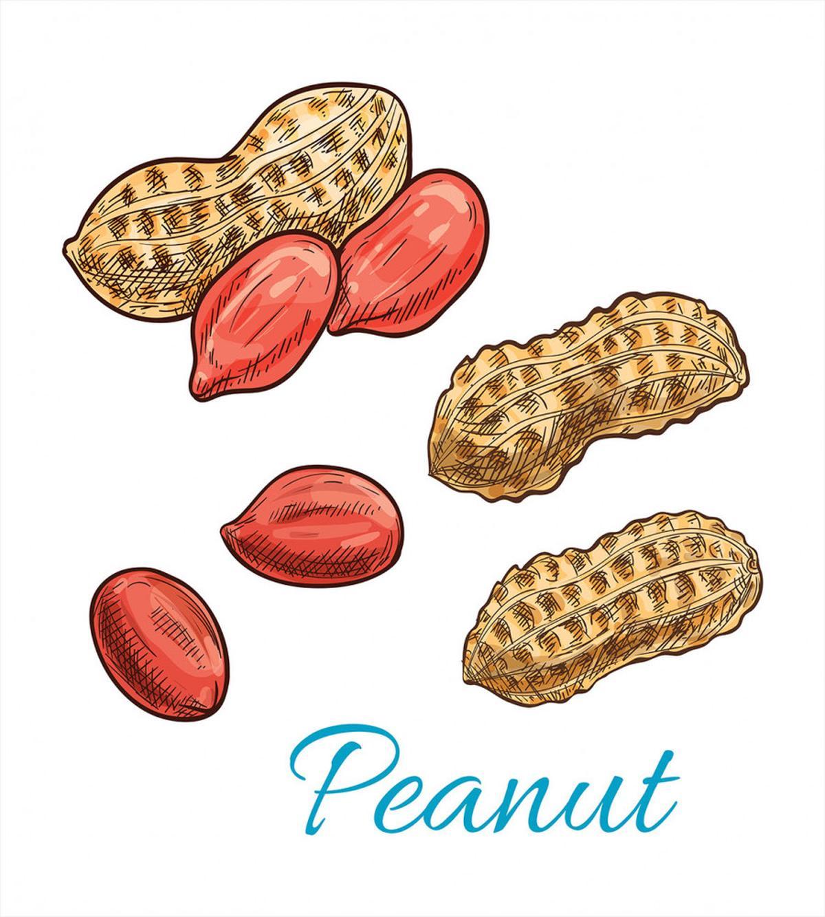 Peanut Sketch of Nut — Pattern
