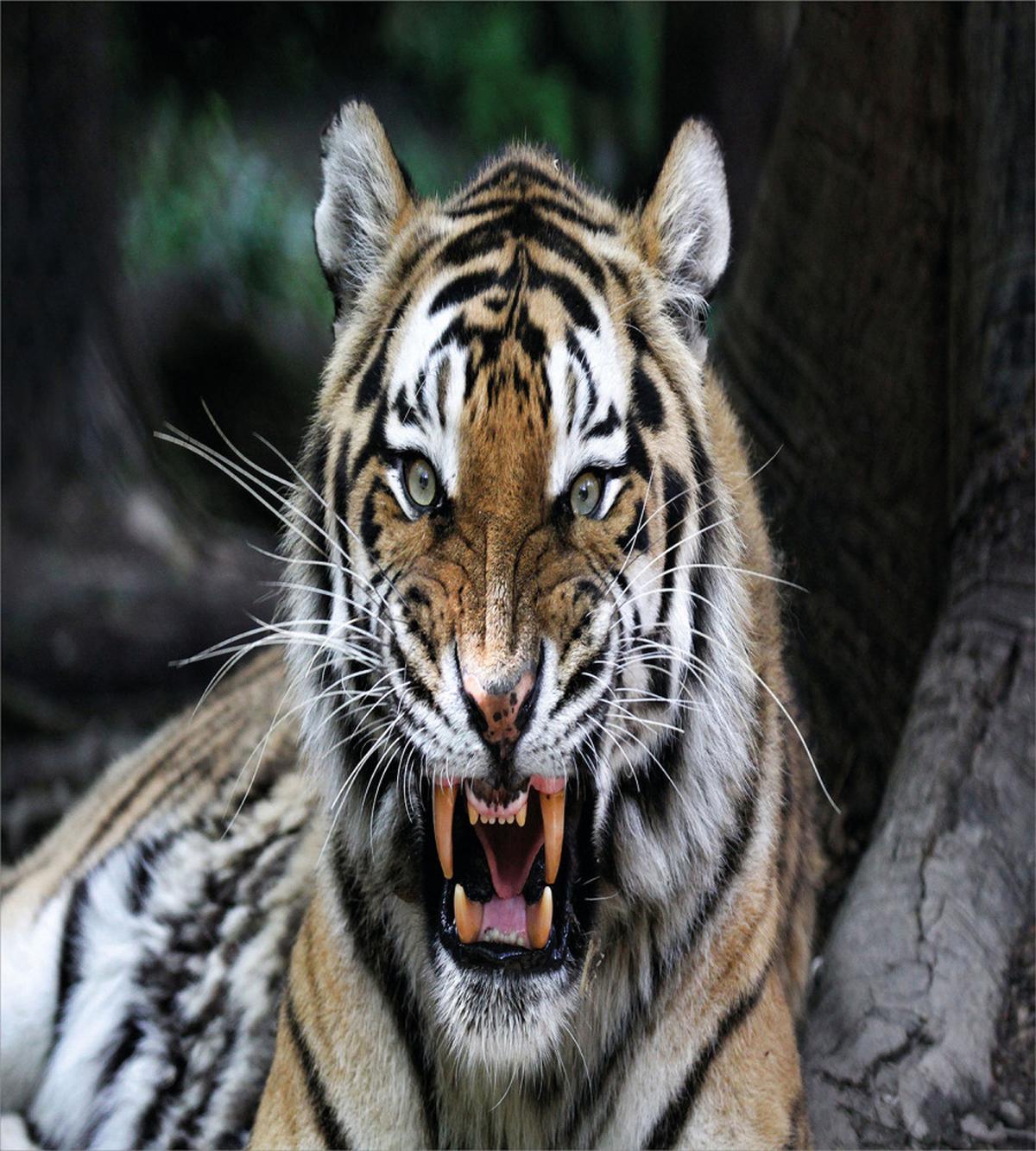 Roaring Tiger Wildlife — Pattern