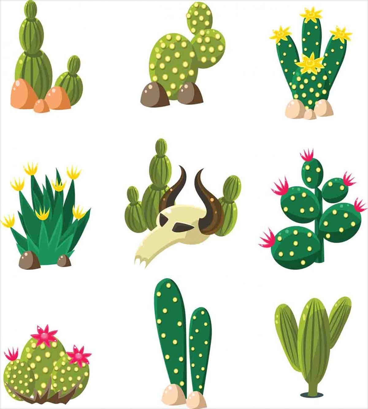 Mexican South Desert — Pattern
