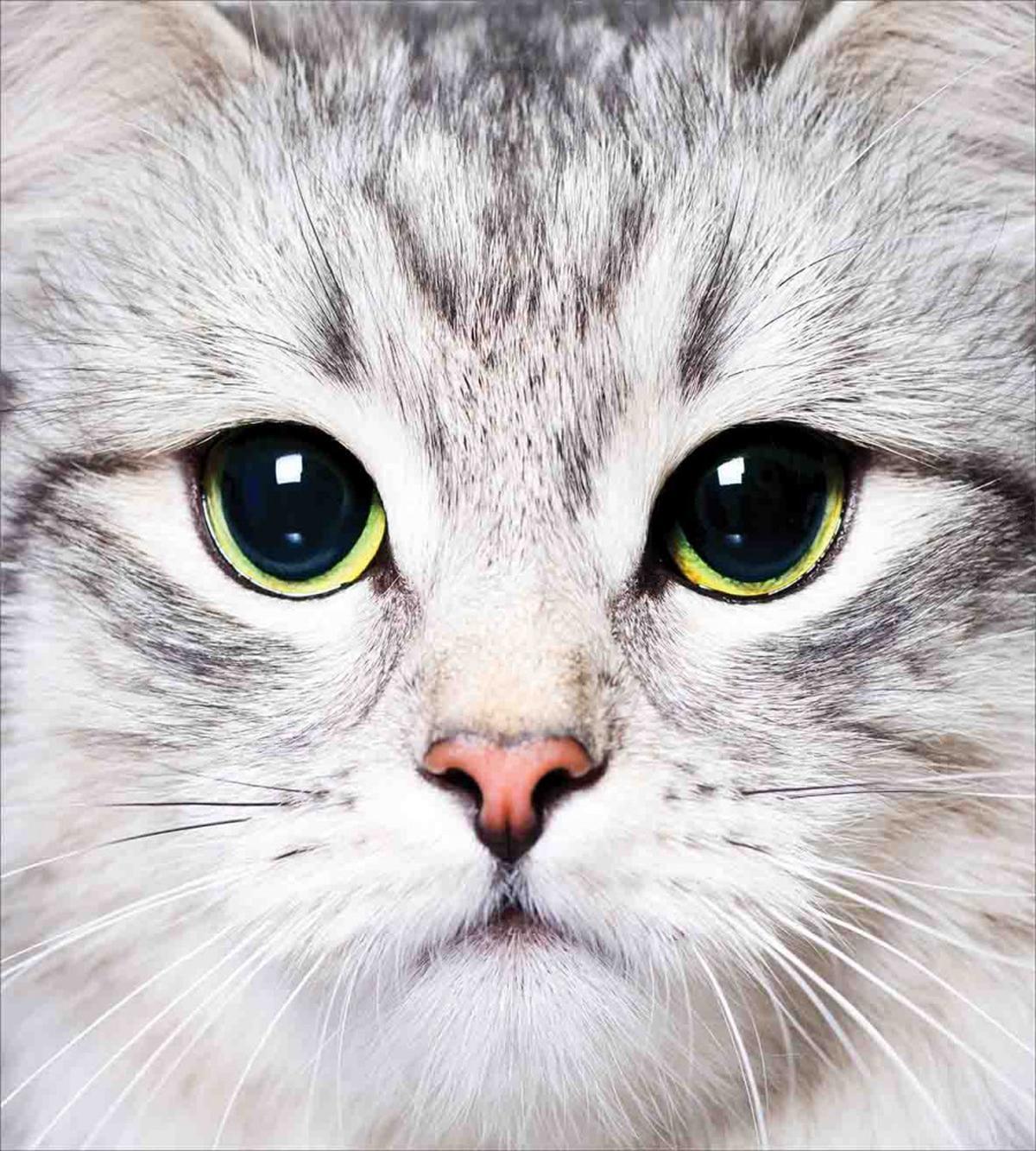 Face of a Domestic Kitty — Pattern