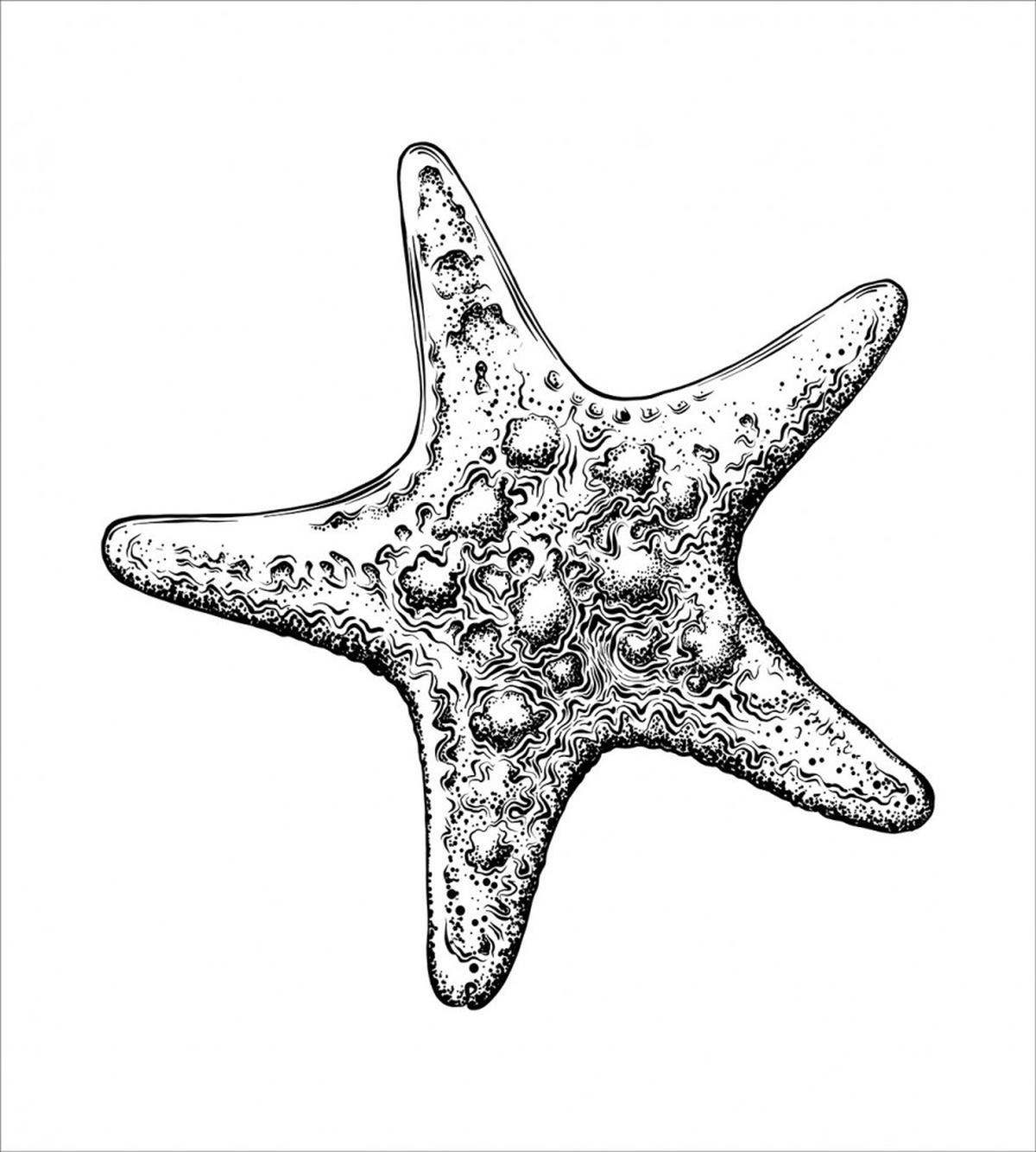 Starfish Sketch — Pattern