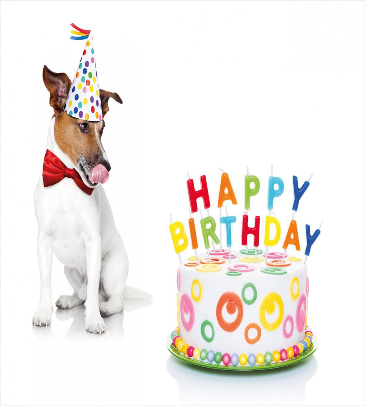 Birthday Party Dog — Pattern