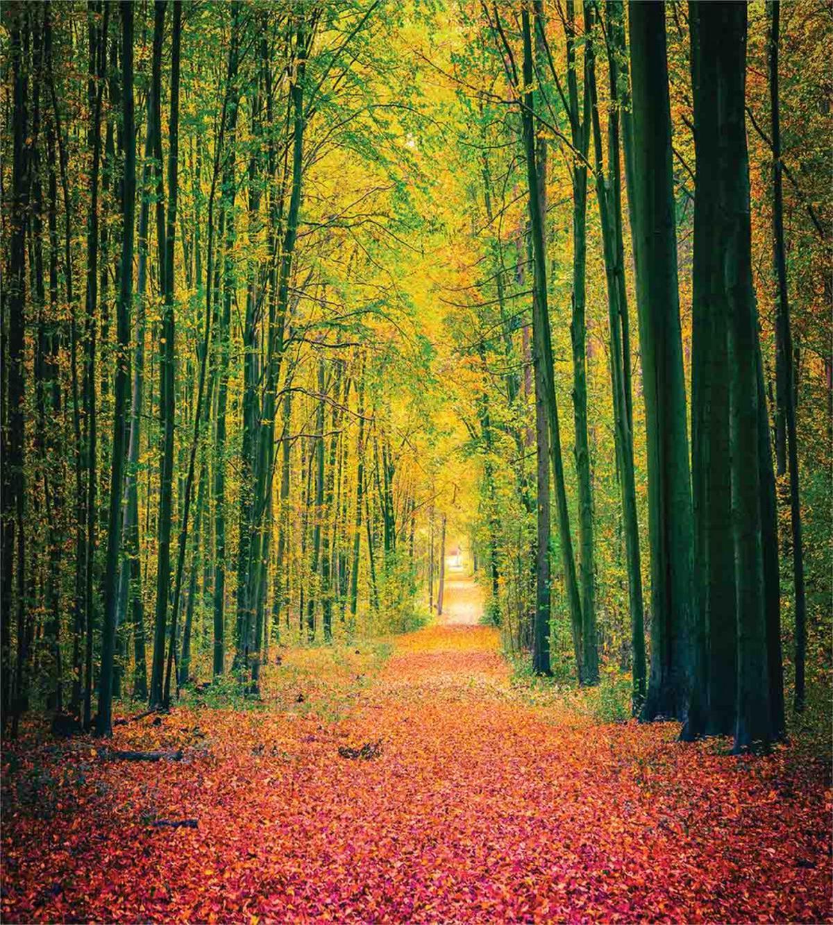 Warm Autumn Dramatic Road — Pattern