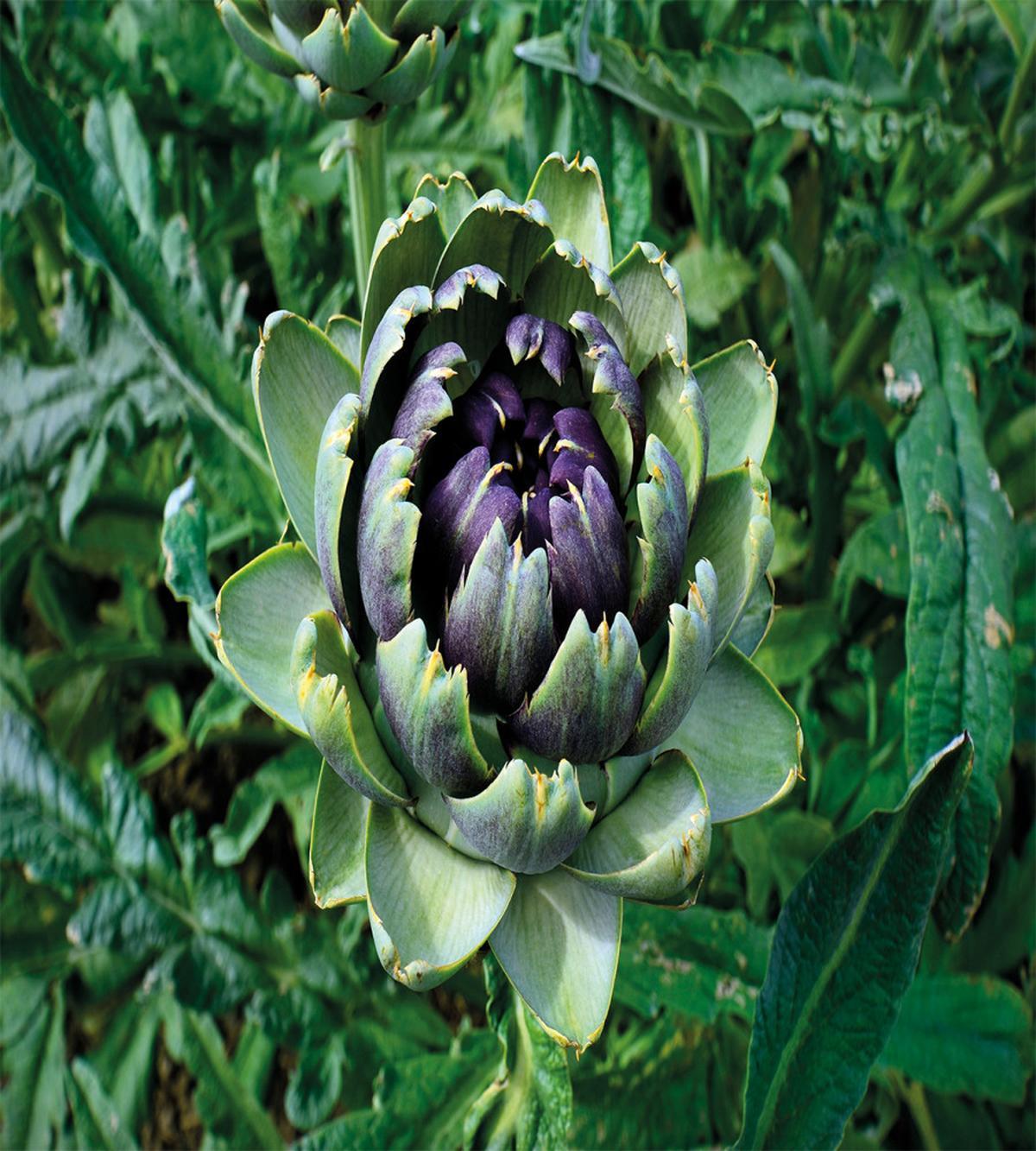 Blooming Vegetable — Pattern