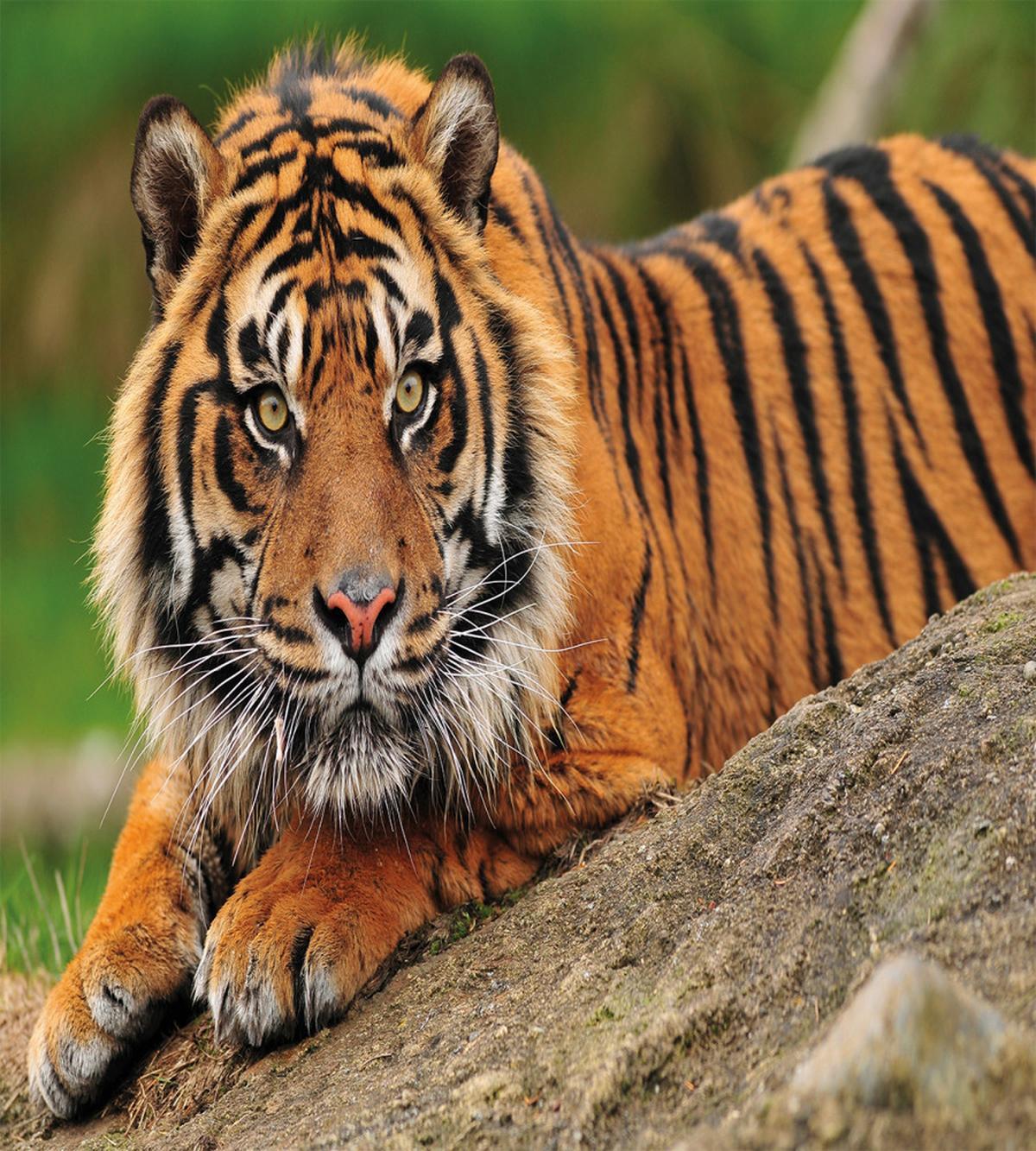 Tiger Crouching on Rock — Pattern