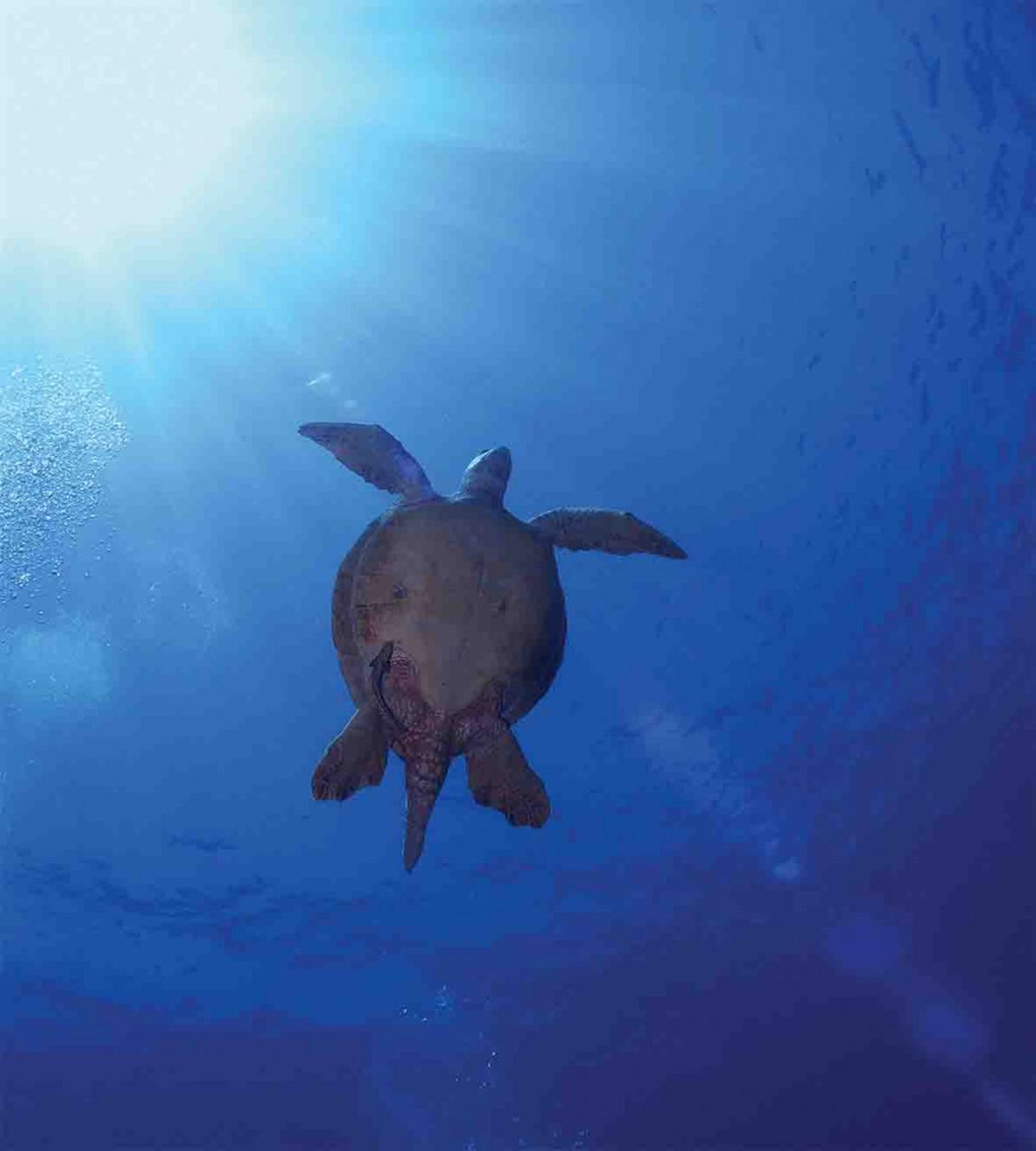 Sea Turtle in Deep Sea — Pattern