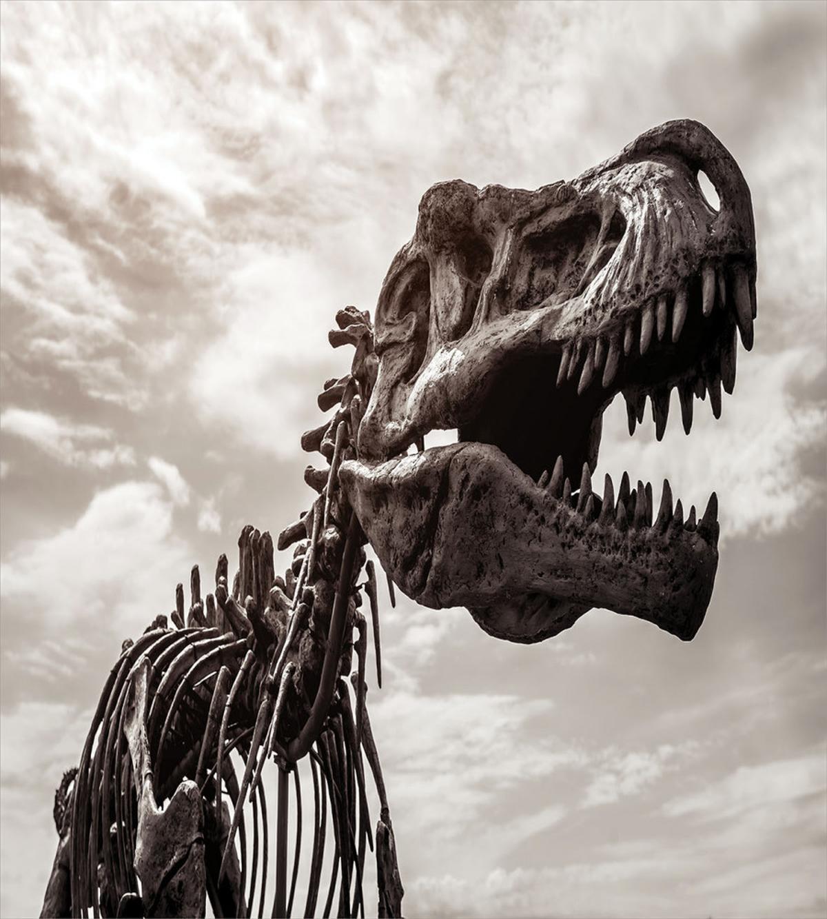 T Rex Dinosaur Remains — Pattern