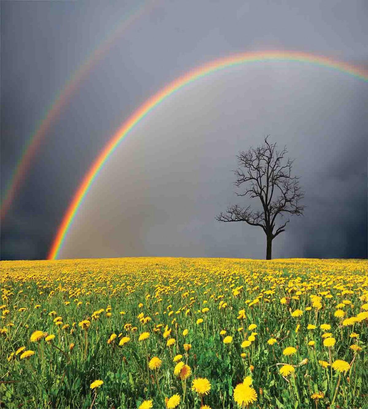 Dandelion Field and Tree — Pattern
