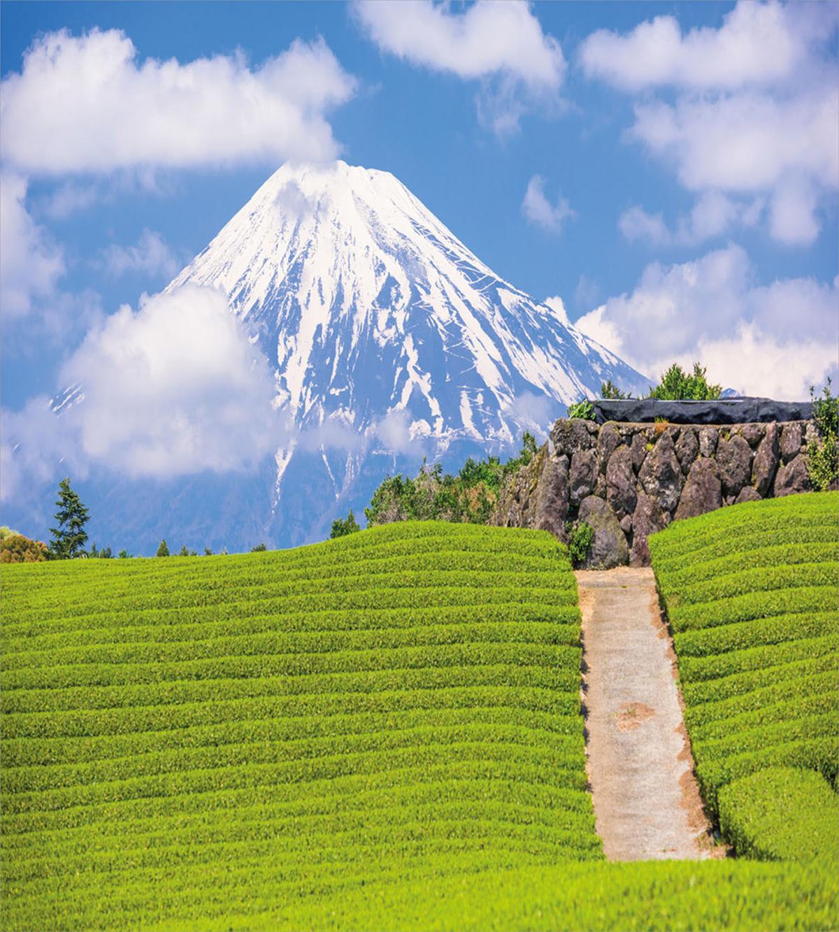 Tea Fields of Japan Meadow — Pattern