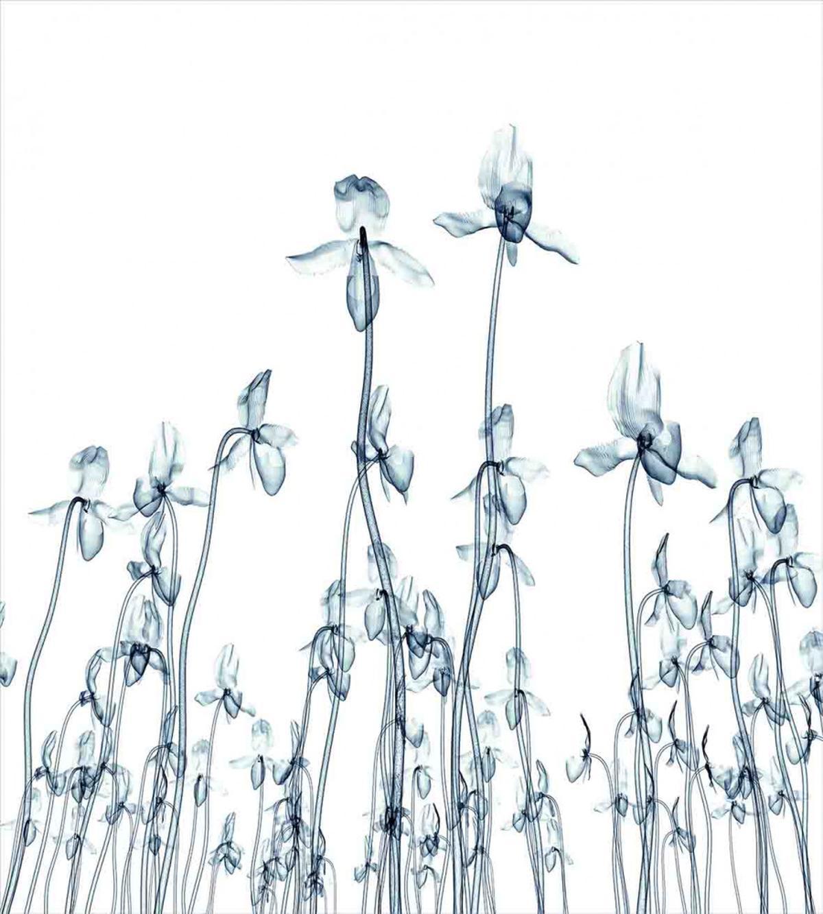 Orchids Floral Photo — Pattern