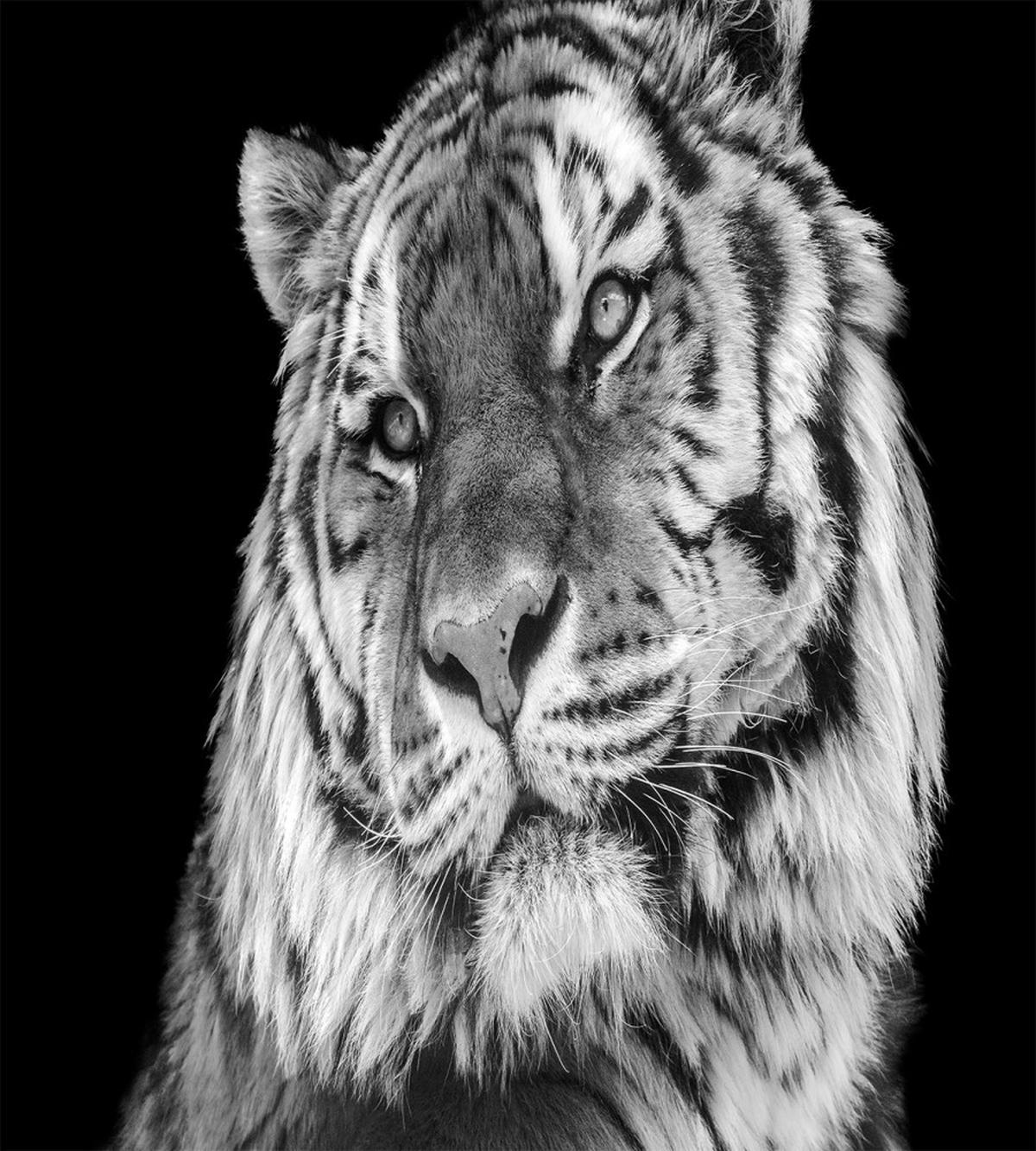 Intense Gaze of Hunter — Pattern