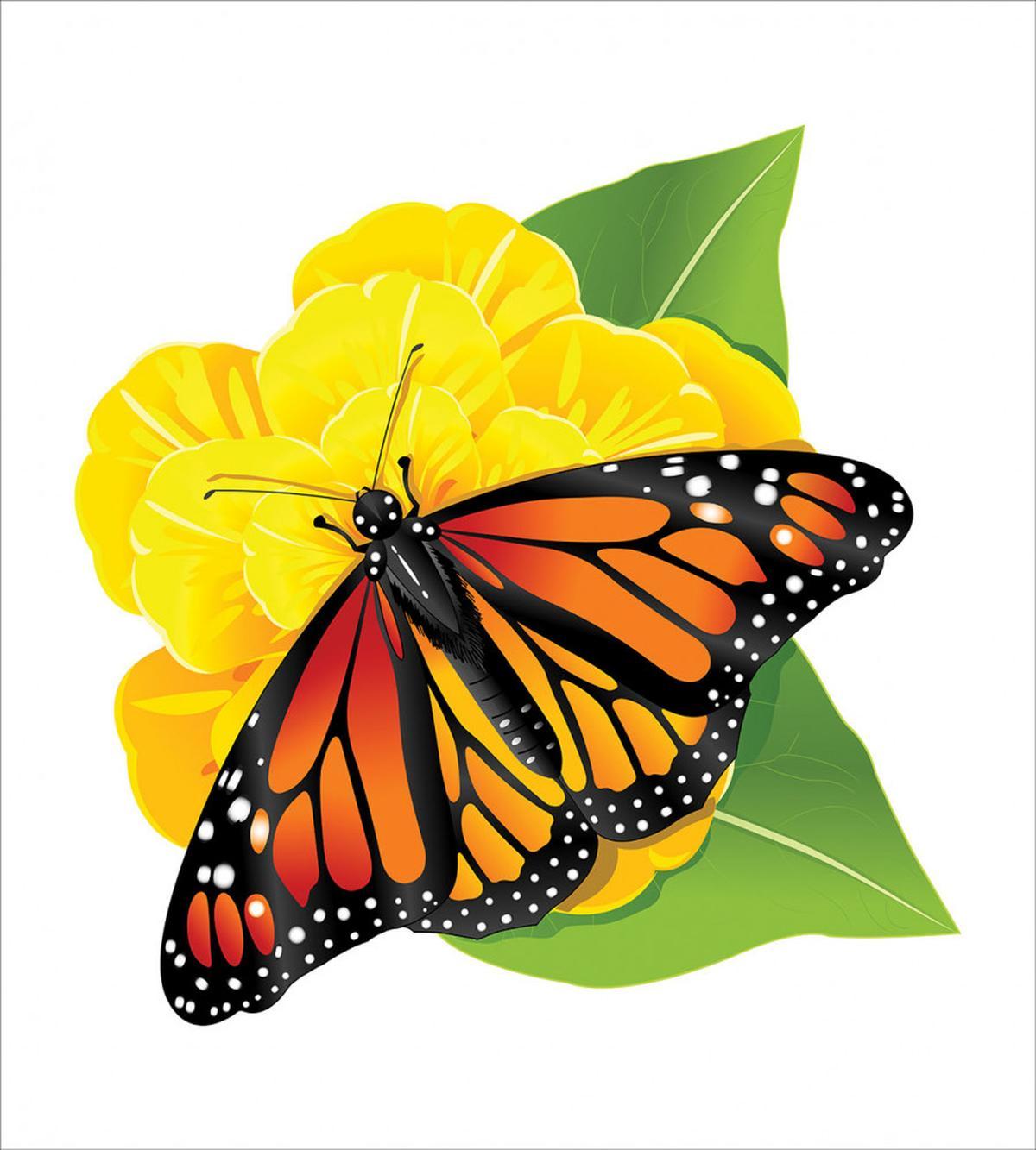 Moth Flower — Pattern