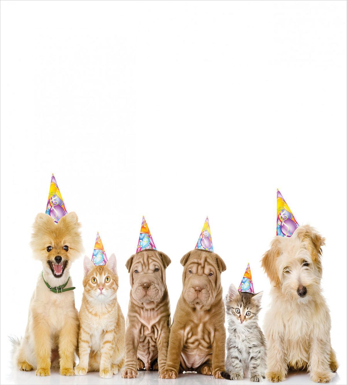Dogs Cats at a Party — Pattern