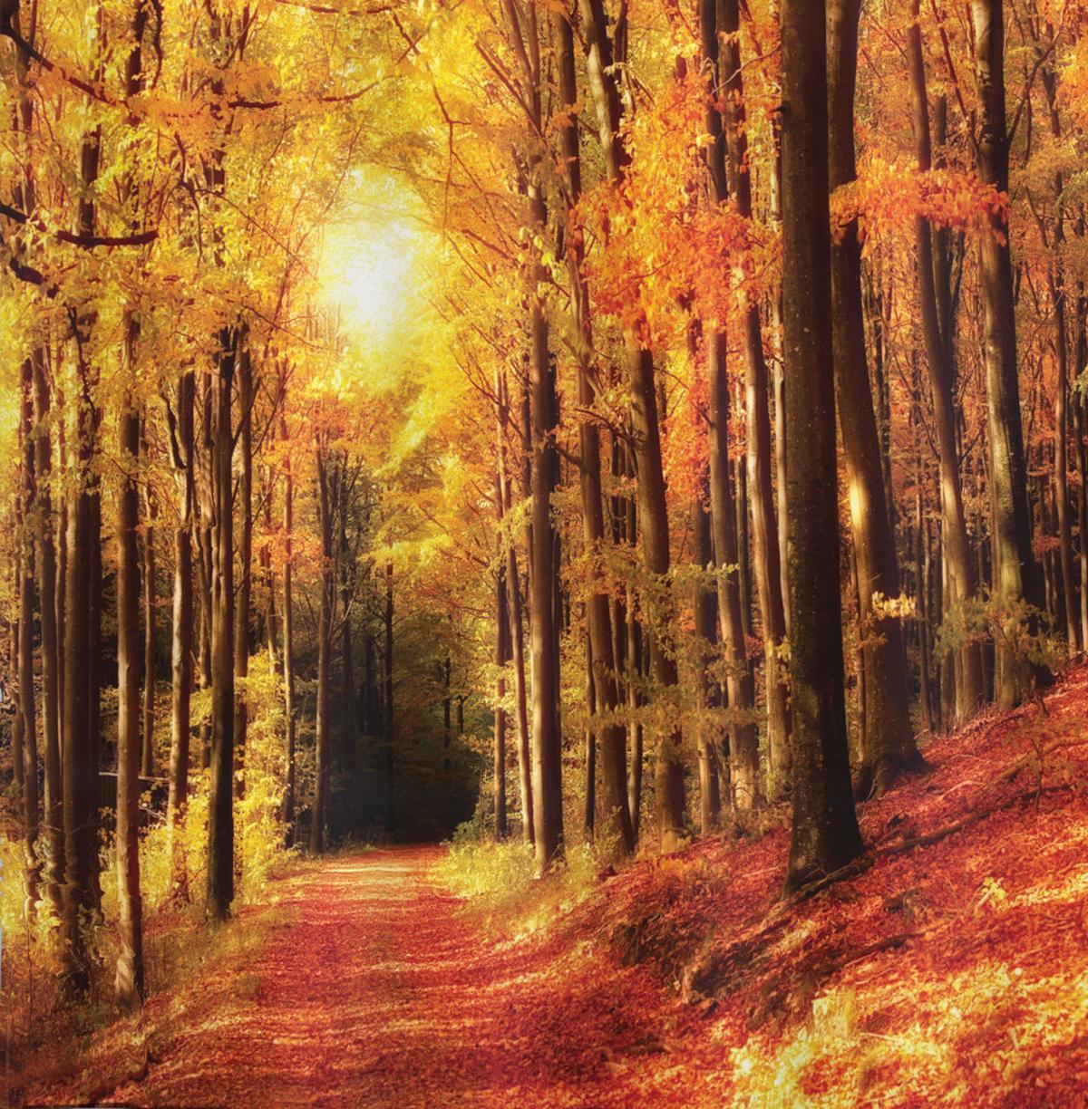 Fall Trees at Sunset Woods — Pattern